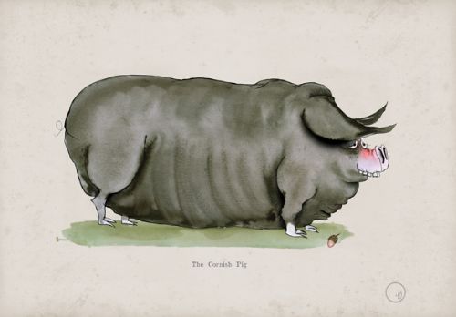 Cornish Pig, fun heritage art print by Tony Fernandes